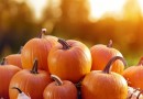 Pop-up Pumpkin Patch, Saturday October 15 11am-2pm